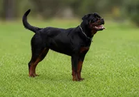 Princess, a female Rottweiler for sale in Rentz, GA – 3 of 8