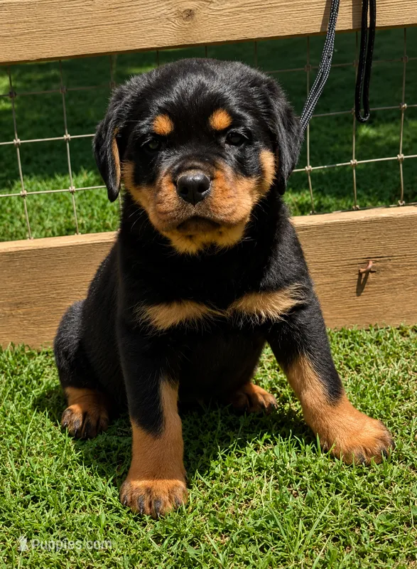 Pink Girl – Rottweiler puppy for sale in Rentz, GA