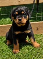 Pink Girl, a female Rottweiler for sale in Rentz, GA – 1 of 3
