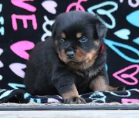 Red, a male Rottweiler for sale in Rentz, GA – 5 of 6