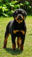 Purple Girl, a female Rottweiler for sale in Rentz, GA – 2 of 4