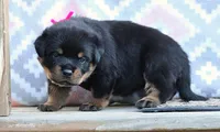 Pink, a female Rottweiler for sale in Rentz, GA – 8 of 9