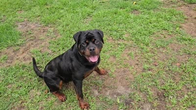 Princess, a female Rottweiler for sale in Rentz, GA – 8 of 8