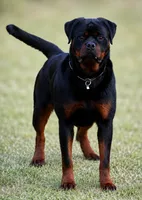 Princess, a female Rottweiler for sale in Rentz, GA – 4 of 8