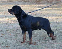 Igo, a male Rottweiler for sale in Rentz, GA – 3 of 4