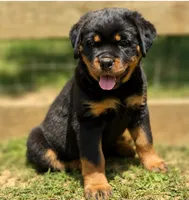 Yellow Girl, a female Rottweiler for sale in Rentz, GA – 4 of 8