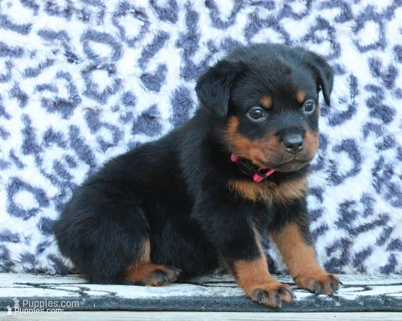 Pink Female – Rottweiler puppy for sale in Rentz, GA