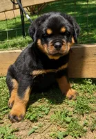 Orange Male, a male Rottweiler for sale in Rentz, GA – 4 of 4