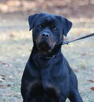 Mara, a female Rottweiler for sale in Rentz, GA – 2 of 3