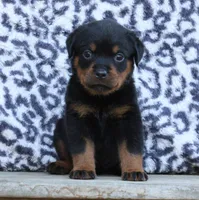 Gray Girl, a female Rottweiler for sale in Rentz, GA – 3 of 8