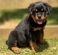 Yellow Girl, a female Rottweiler for sale in Rentz, GA – 2 of 8