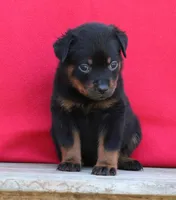 Lime Girl, a female Rottweiler for sale in Rentz, GA – 7 of 9