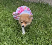 Reese, a female Pomeranian and Miniature Australian Shepherd for sale in Houston, TX – 3 of 5