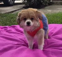 Olive, a female Pomeranian and Miniature Australian Shepherd for sale in Houston, TX – 2 of 5