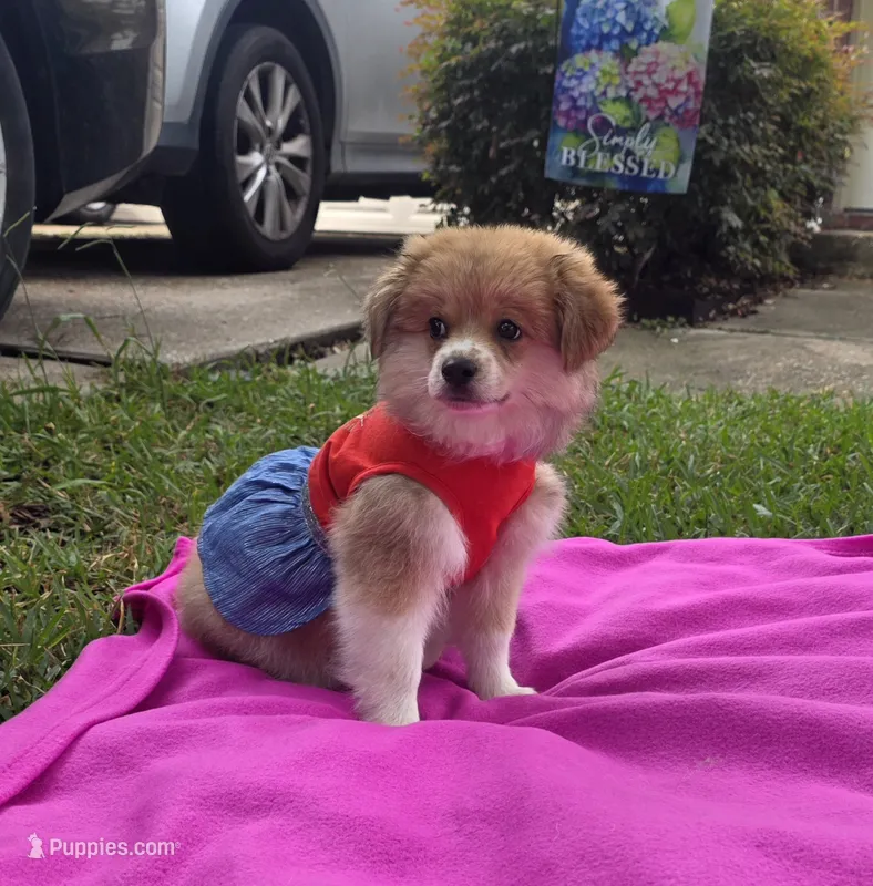 Olive – Pomeranian, Miniature Australian Shepherd puppy for sale in Houston, TX