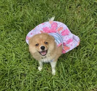 Reese, a female Pomeranian and Miniature Australian Shepherd for sale in Houston, TX – 5 of 5