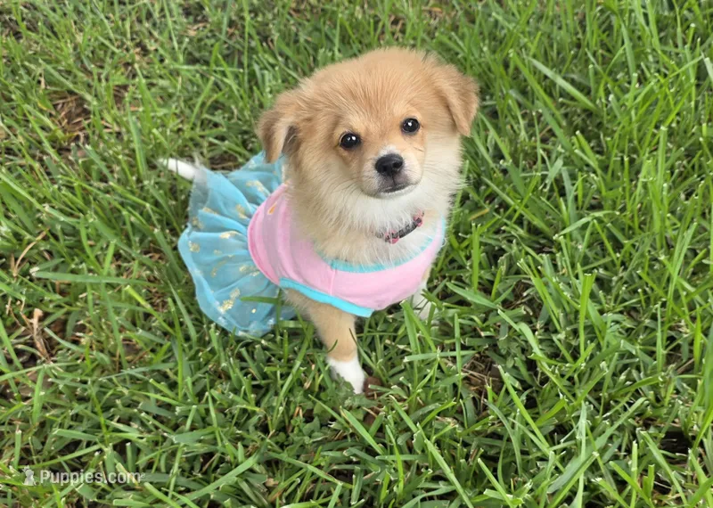Sky – Pomeranian, Miniature Australian Shepherd puppy for sale in Houston, TX