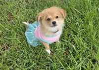 Sky, a female Pomeranian and Miniature Australian Shepherd for sale in Houston, TX – 1 of 7