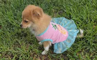 Sky, a female Pomeranian and Miniature Australian Shepherd for sale in Houston, TX – 7 of 7