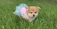Sky, a female Pomeranian and Miniature Australian Shepherd for sale in Houston, TX – 6 of 7