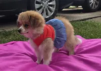 Olive, a female Pomeranian and Miniature Australian Shepherd for sale in Houston, TX – 4 of 5