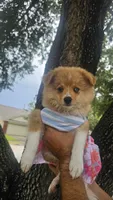 Reese, a female Pomeranian and Miniature Australian Shepherd for sale in Houston, TX – 1 of 5