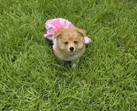 Reese, a female Pomeranian and Miniature Australian Shepherd for sale in Houston, TX – 4 of 5