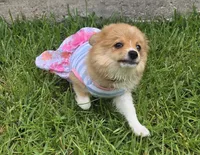 Reese, a female Pomeranian and Miniature Australian Shepherd for sale in Houston, TX – 2 of 5