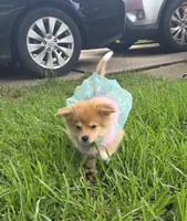 Sky, a female Pomeranian and Miniature Australian Shepherd for sale in Houston, TX – 3 of 7