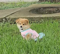 Sky, a female Pomeranian and Miniature Australian Shepherd for sale in Houston, TX – 2 of 7