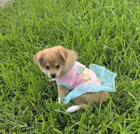 Sky, a female Pomeranian and Miniature Australian Shepherd for sale in Houston, TX – 5 of 7