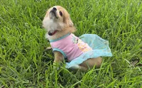 Sky, a female Pomeranian and Miniature Australian Shepherd for sale in Houston, TX – 4 of 7
