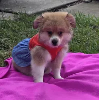 Olive, a female Pomeranian and Miniature Australian Shepherd for sale in Houston, TX – 5 of 5