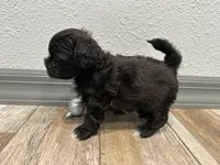 Calvin, a male Shihpoo for sale in Purdy, MO – 2 of 9
