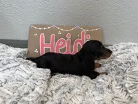 Heidi, a female Miniature Dachshund for sale in Purdy, MO – 2 of 5