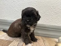 Cade, a male Shihpoo for sale in Purdy, MO – 4 of 9
