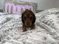 Margo, a female Miniature Dachshund for sale in Purdy, MO – 3 of 3