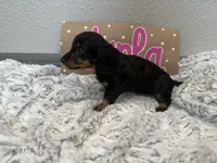 Darla , a female Miniature Dachshund for sale in Purdy, MO – 4 of 5