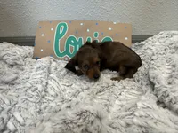 Louie , a male Miniature Dachshund for sale in Purdy, MO – 3 of 5