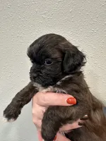 Cade, a male Shihpoo for sale in Purdy, MO – 2 of 9