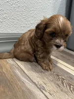 Chuck, a male Shihpoo for sale in Purdy, MO – 6 of 9
