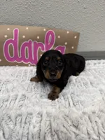 Darla , a female Miniature Dachshund for sale in Purdy, MO – 2 of 5