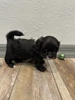 Callie, a female Shihpoo for sale in Purdy, MO – 8 of 9