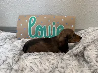 Louie , a male Miniature Dachshund for sale in Purdy, MO – 4 of 5