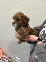 Chuck, a male Shihpoo for sale in Purdy, MO – 3 of 9