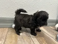 Calvin, a male Shihpoo for sale in Purdy, MO – 7 of 9