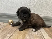 Cade, a male Shihpoo for sale in Purdy, MO – 6 of 9
