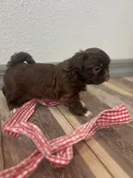 Bowen, a male Shih Tzu for sale in Purdy, MO – 5 of 7
