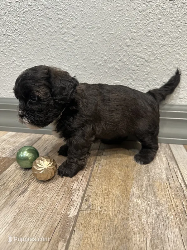 Chad, a male Shihpoo for sale in Purdy, MO – 1 of 8