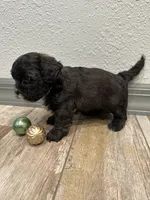 Chad, a male Shihpoo for sale in Purdy, MO – 1 of 8